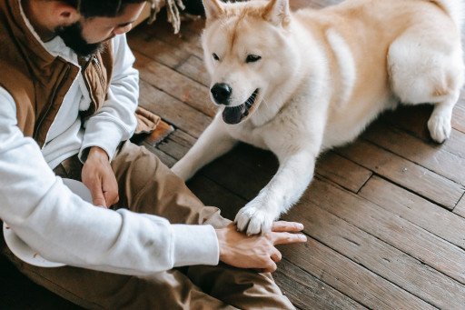 The Comprehensive Guide to Basic Dog Commands: Mastering Dog Training Techniques