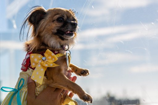 Unleashing the Potential of Your Pet: Bow Wow Wow Dog Groomers and Beyond