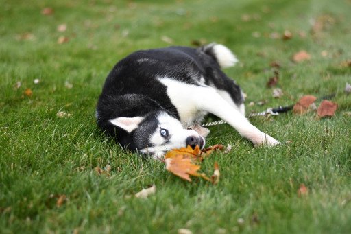 An In-Depth Guide to Understanding the Price of a Husky Breed