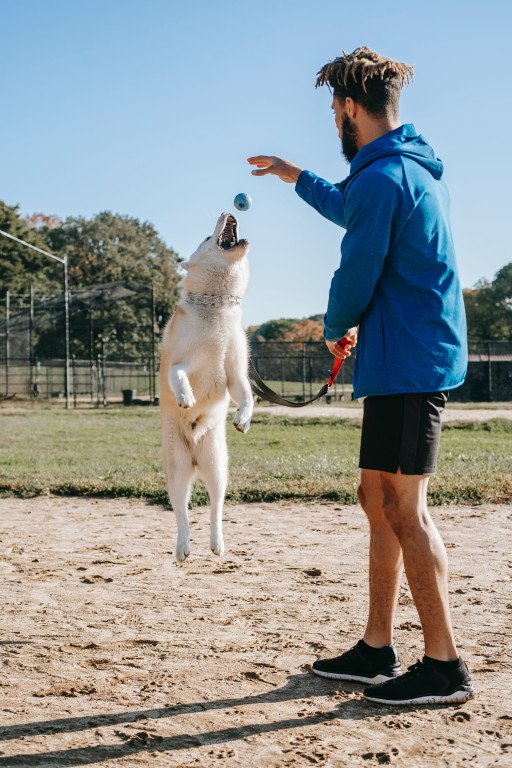 Innovative Techniques for Training Your Dog: Mastering Obedience and Tricks