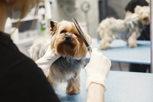 The Ultimate Guide to Pet Grooming Salons: Ensuring the Best Care for Your Furry Friends