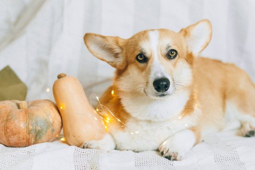 The Ultimate Guide to the Welsh Corgi Dog Breed