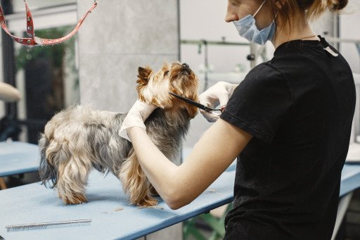 Mastering Pet Care