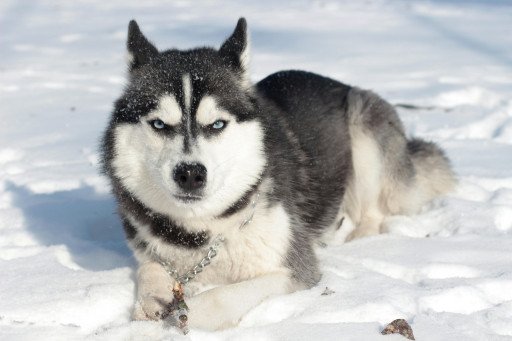 The Comprehensive Guide to the Siberian Husky Dog Breed