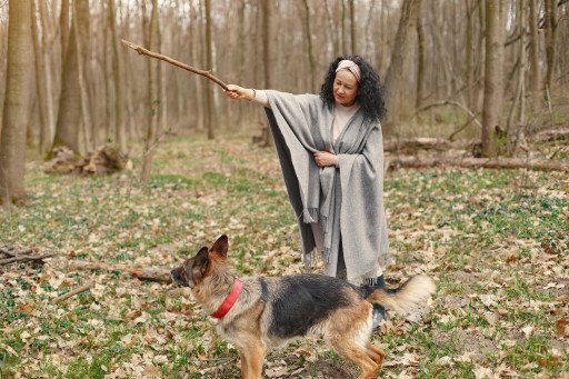 The Ultimate Guide to Essential Dog Training Equipment for Effective Obedience and Behavior Improvement