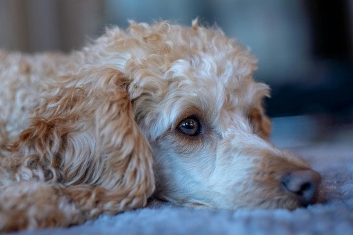 The Comprehensive Guide to Phantom Poodle: Understanding This Unique Canine Companion
