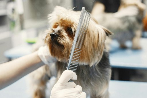 Diamond Dog Salon: The Ultimate Pet Grooming Experience