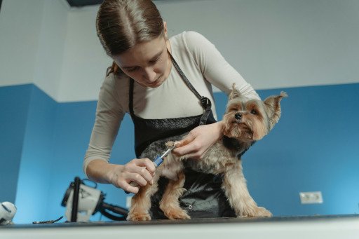 The Essential Guide to Mobile Dog Grooming Services