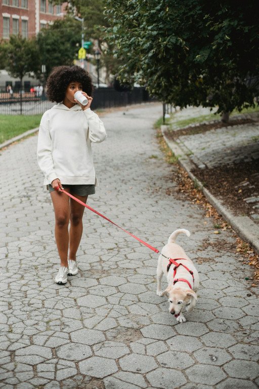 The Ultimate Guide to Dog Leash Training: Mastering the Walk Near You